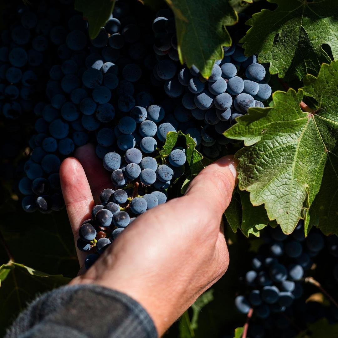 hand holding wine grapes