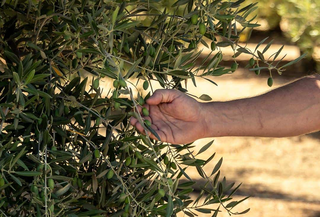 hand reaching into an olive tree to touch young olives