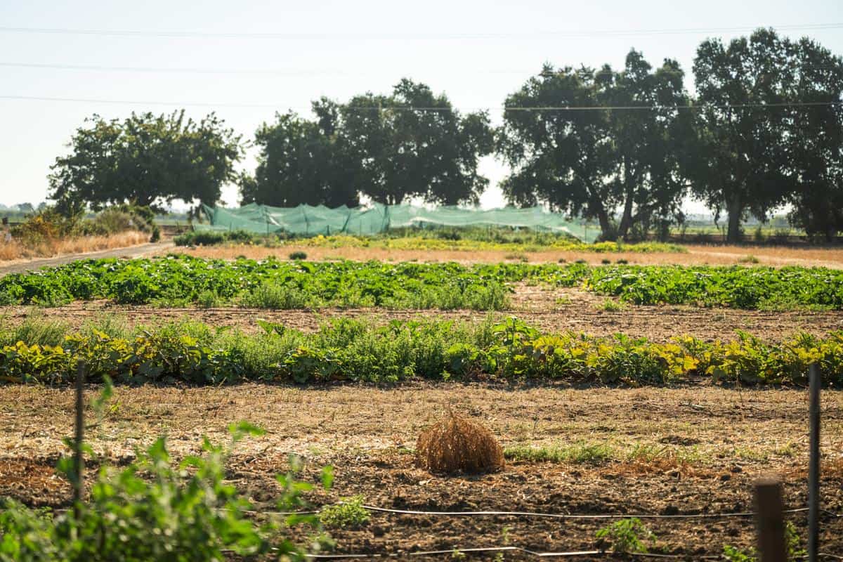 Field at the Center for Land Based Learning