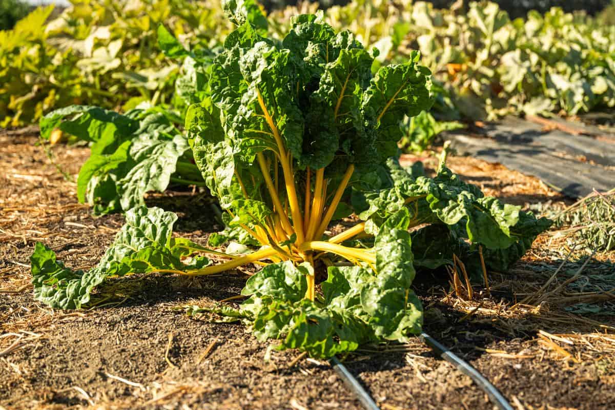 leafy greens growing in a field