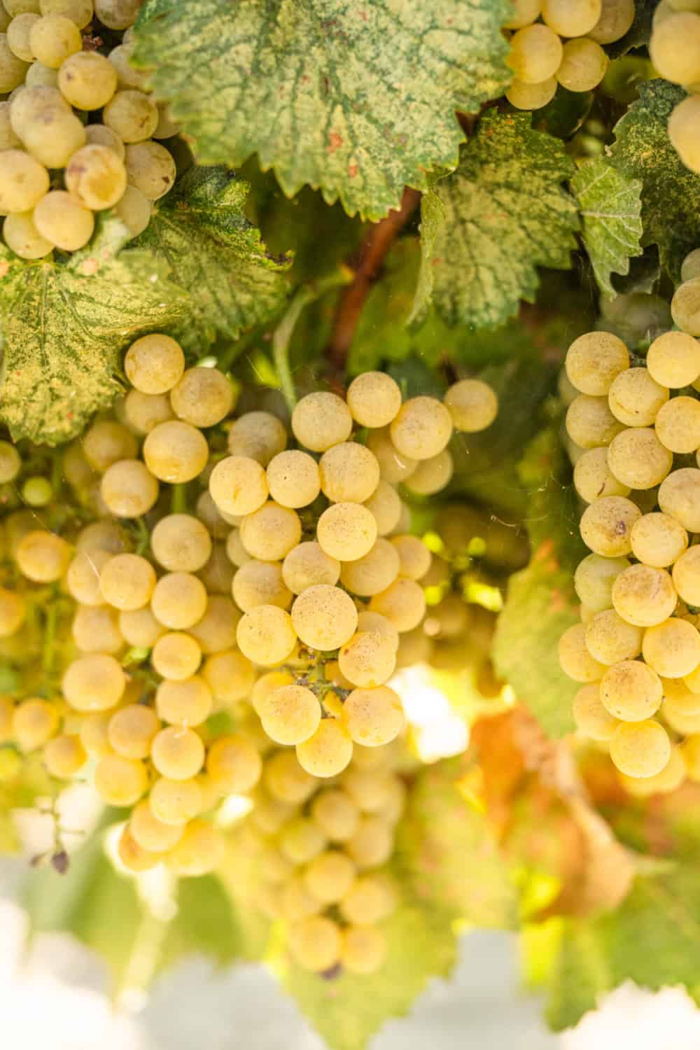 white grapes on the vine