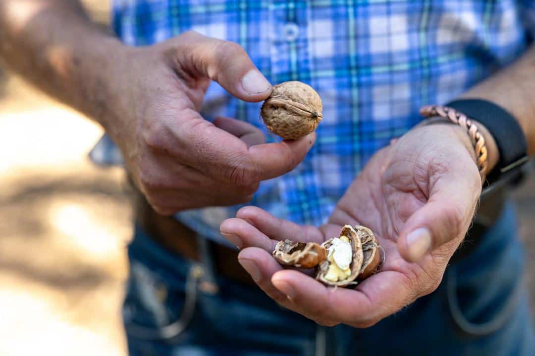 James Chinchioli holding a walnut in his hand