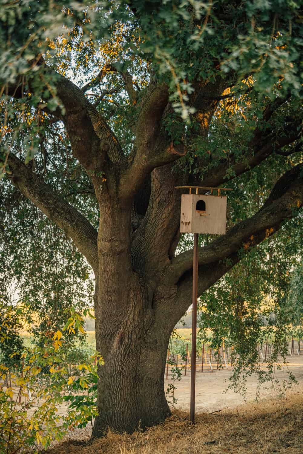 owl boxes at Lange Twins Winery in Lodi, CA