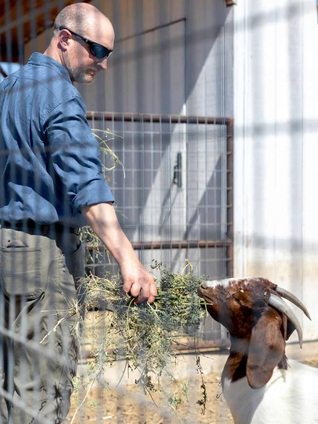 Drew Machado feeding hay to a sheep on their family's farm