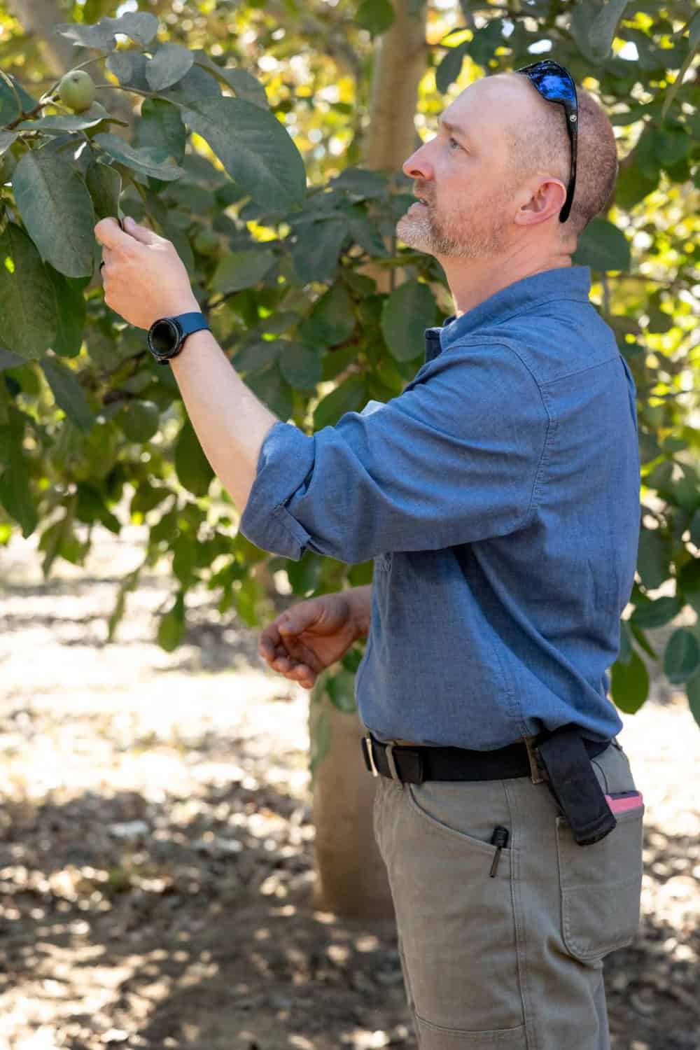 drew machado checking the trees at their family's orchard