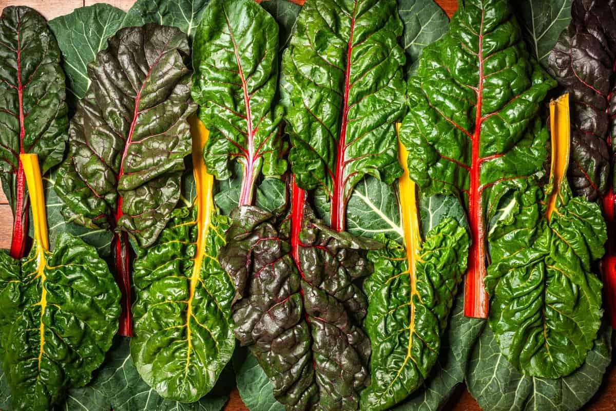 banner image of Rainbow Chard