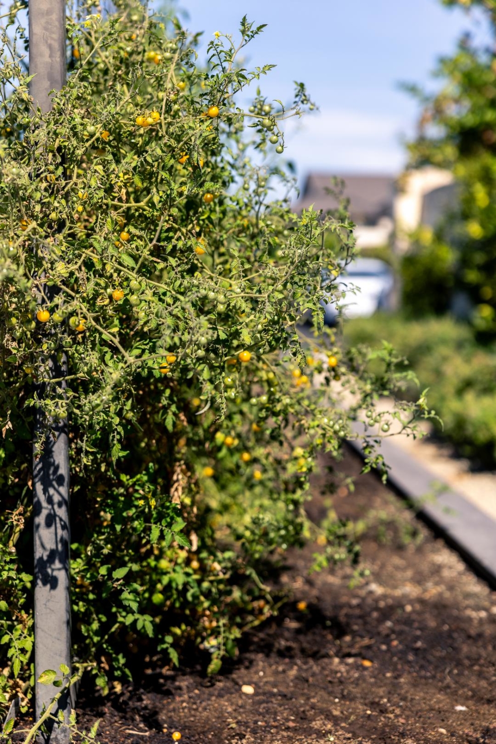 on-site garden at Pietro's Trattoria in Lodi, CA