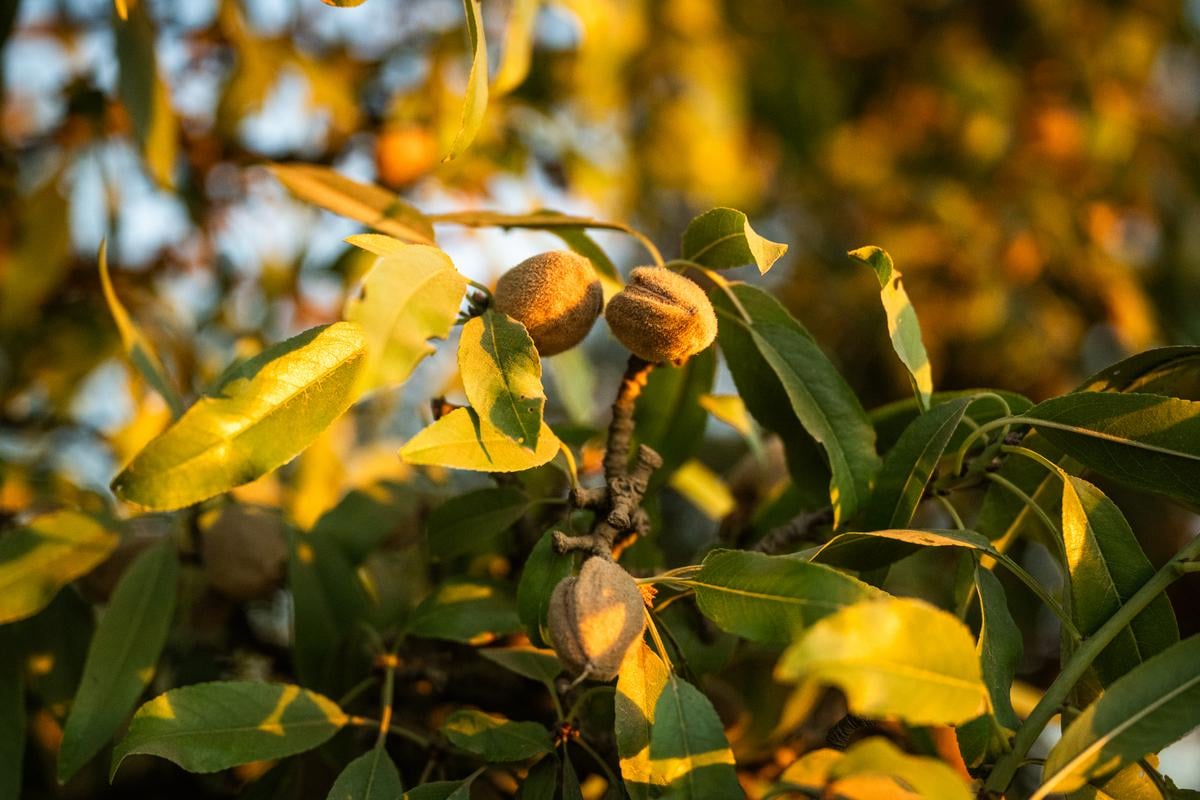 almond on tree during harvest