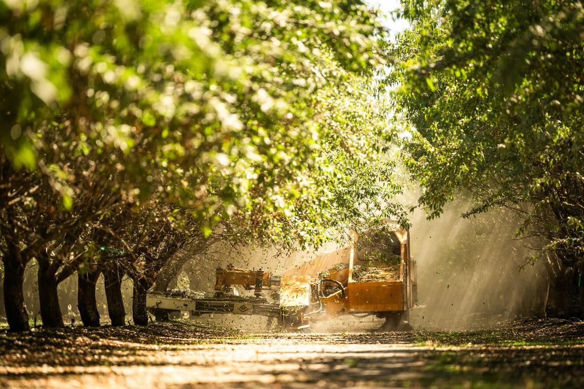 almond harvest - shaking process