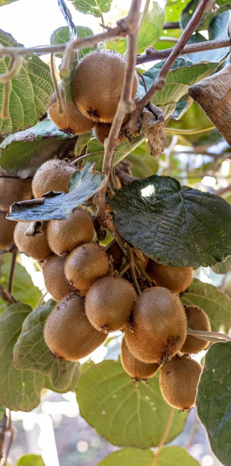 Kiwifruit on the vine