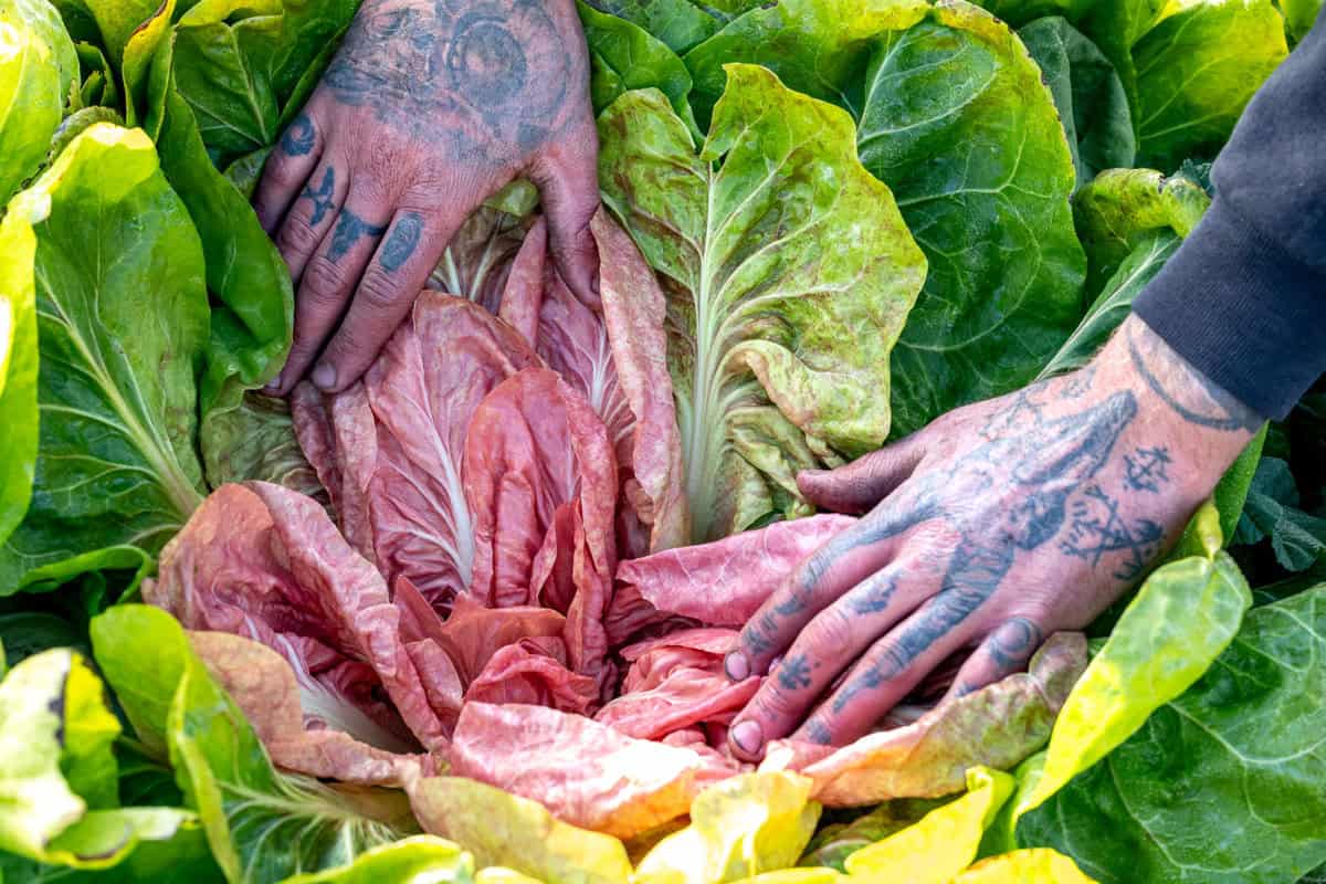 Kyle's hands with radicchio