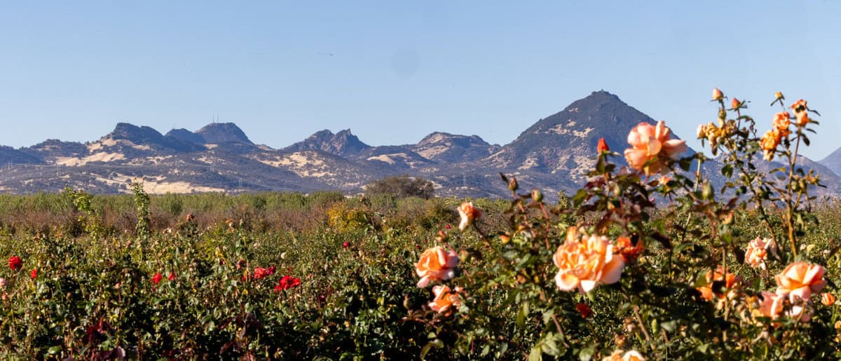 Sutter Buttes near Wild River Kiwi in Marysville