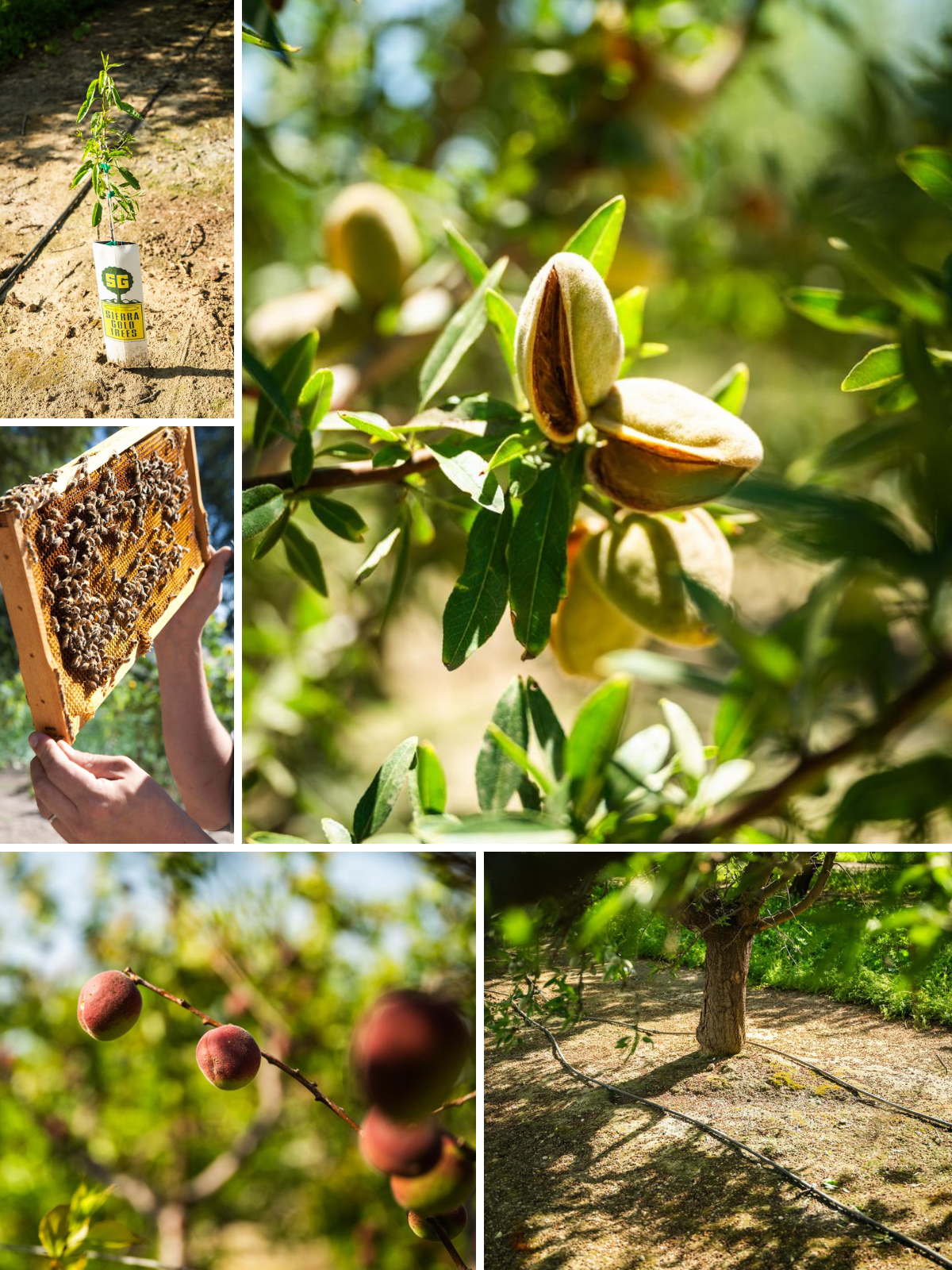 California Almonds: From Seed to Snack – How They Grow + Thrive