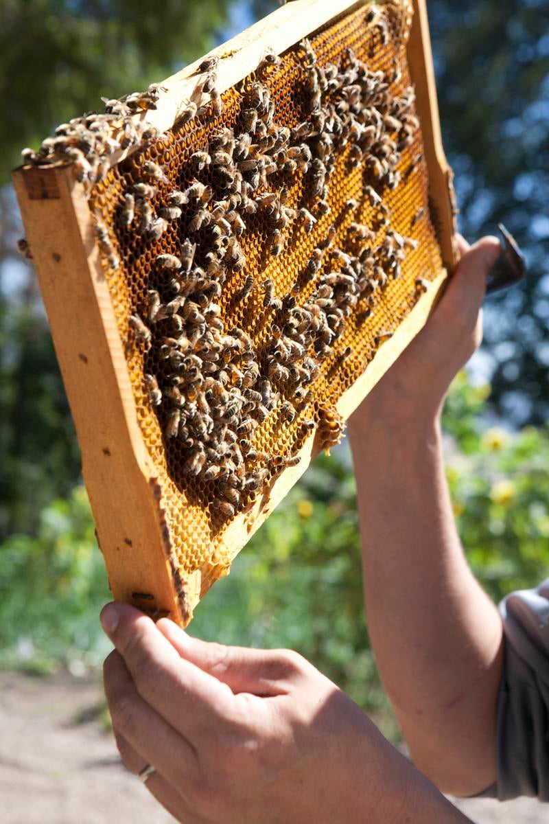 honey bee hive 