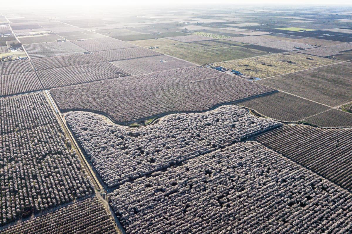 drone shot of california blossom trail in fresno county in spring