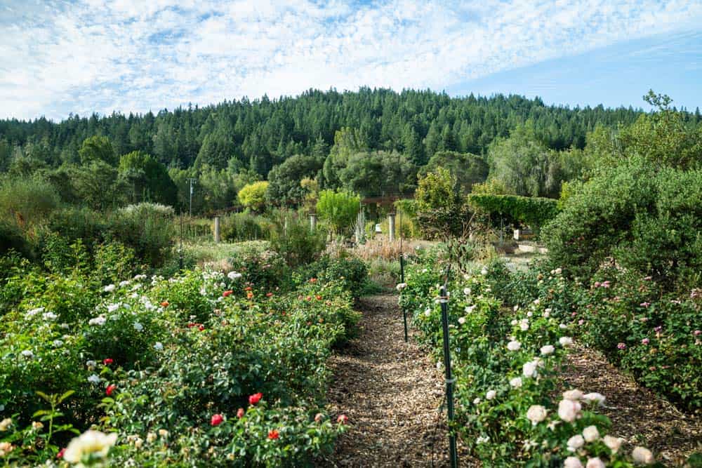 The view at Filigreen Farm.