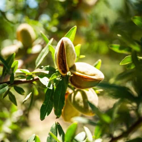 California Almonds: From Seed to Snack – How They Grow + Thrive