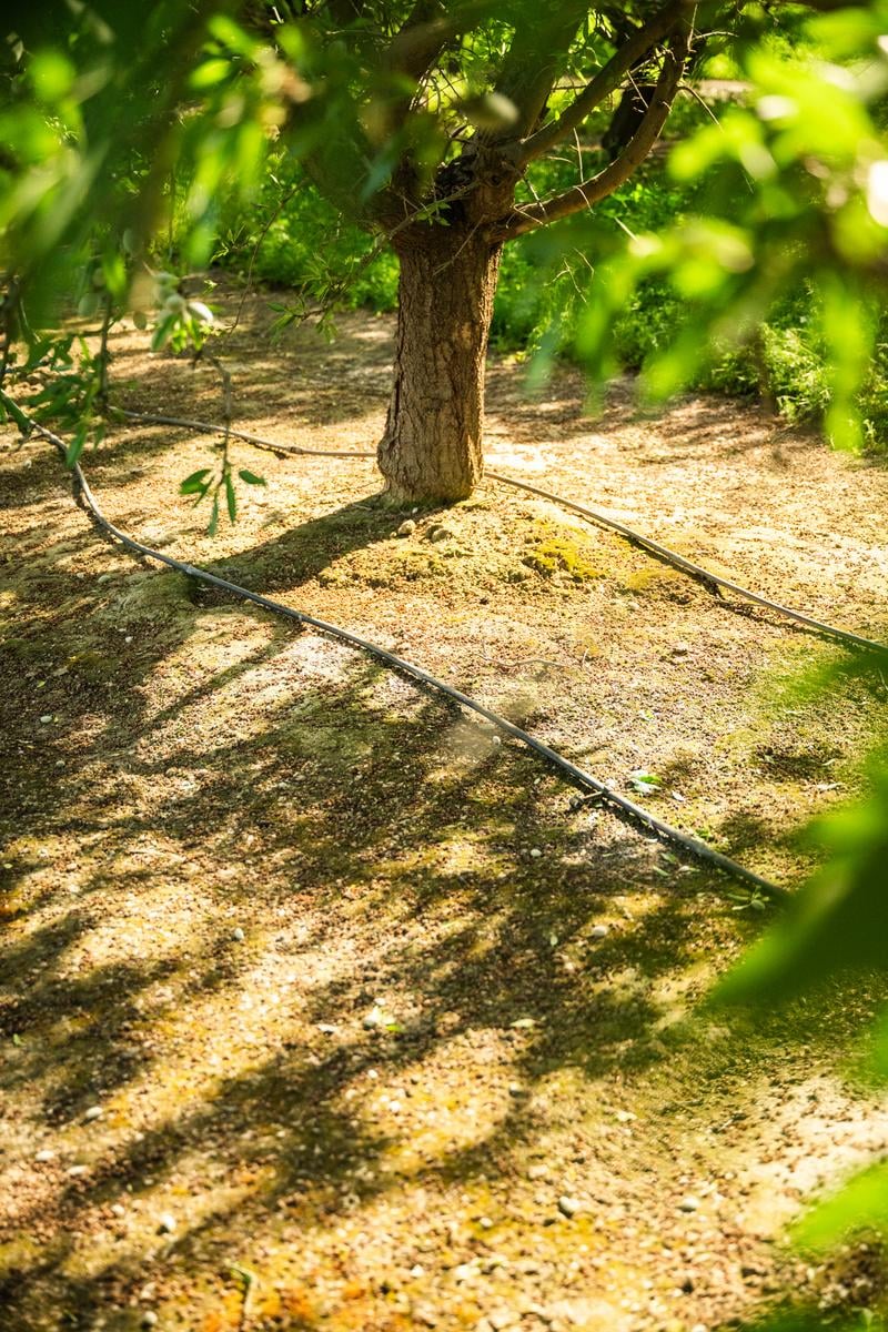 drip lines running alongside california almond trees