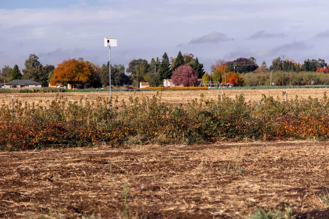 bird boxes at the Burns Blossom Farm outside of Chico 