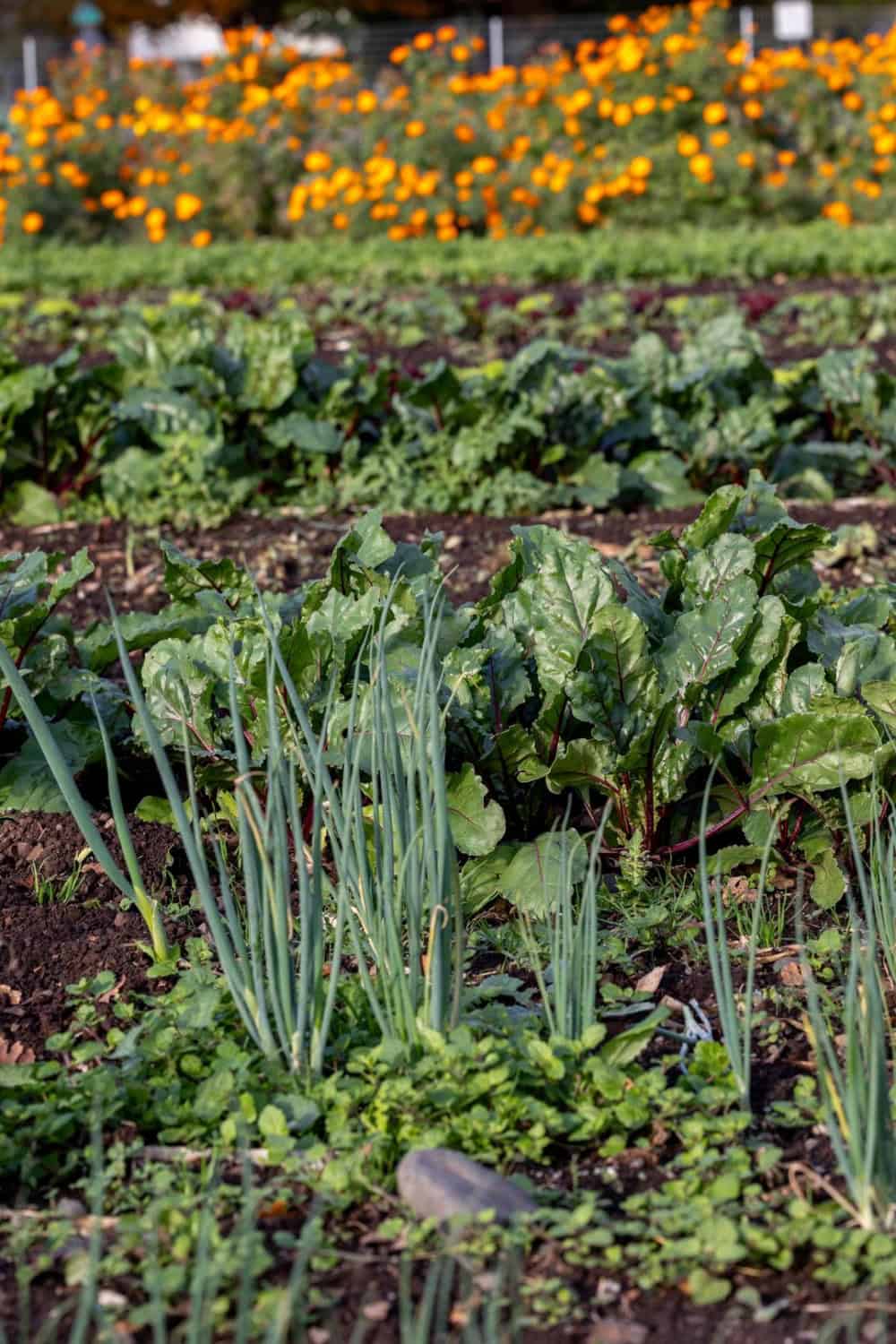 burns blossom farm in Chico California