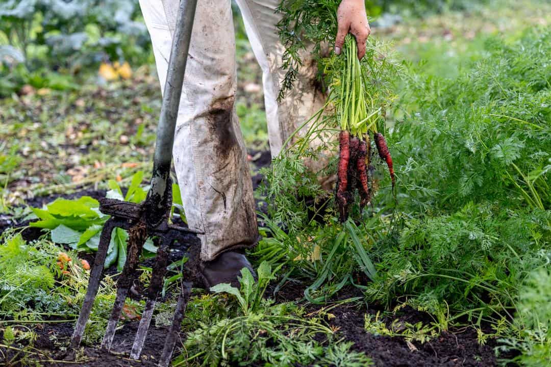 Freshly harvested carrots at Burns Blossom Farm