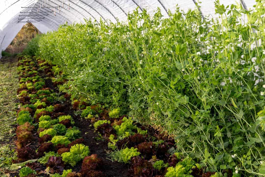 peas and lettuce growing under the tunnels at Burns Blossom Farm