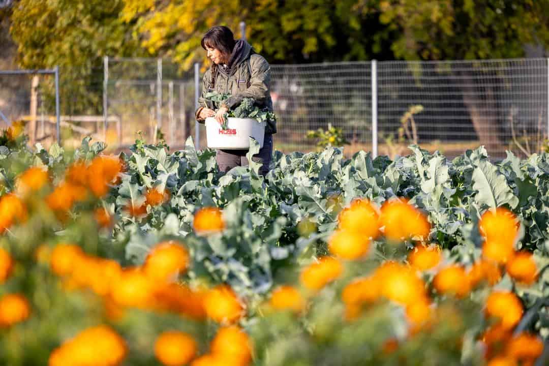 harvest team at Burns Blossom Farm