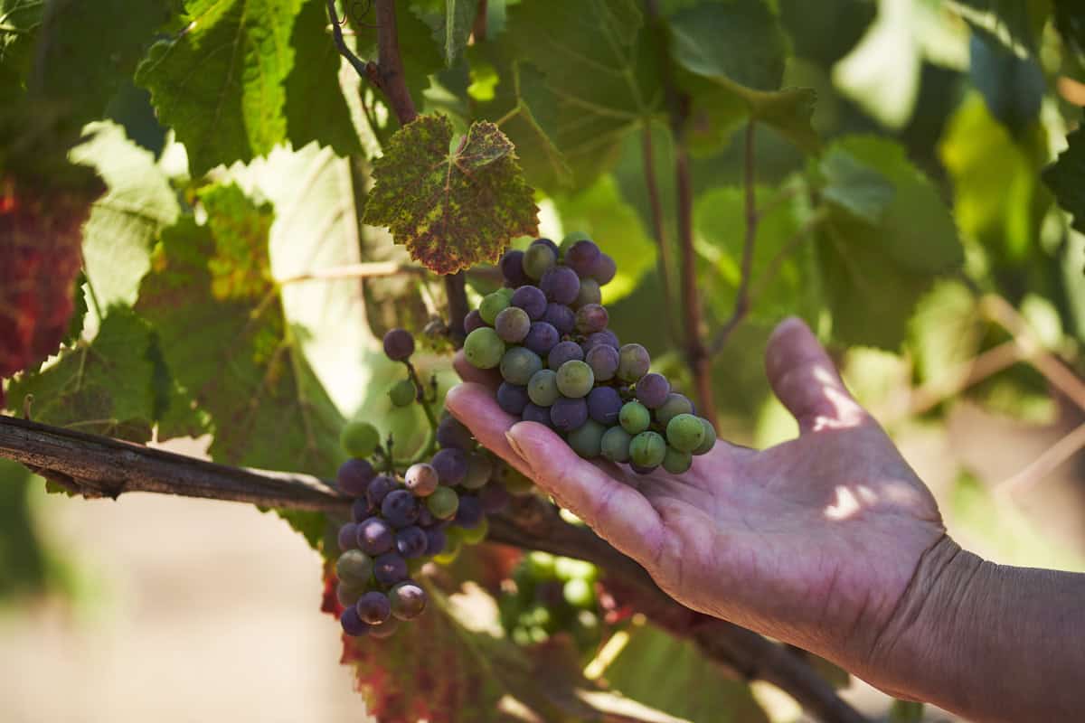 Amelia Ceja showing off some grapes in the vineyard