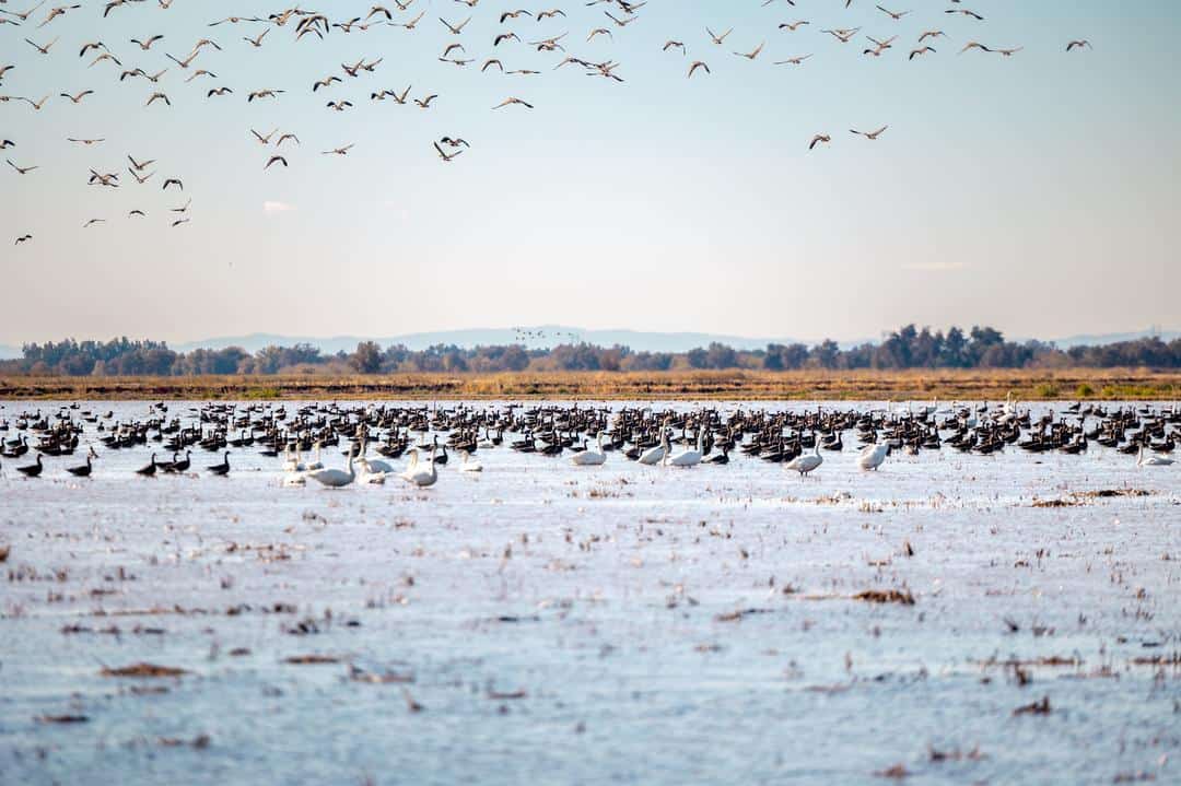 Migratory water fowl in Sutter County