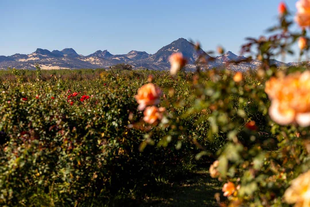 Felicia's rose farm is surrounded by the Sutter Buttes