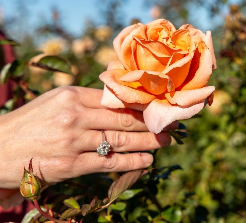 Felicia holding one of the roses she grows at Menagerie Farm and Flower