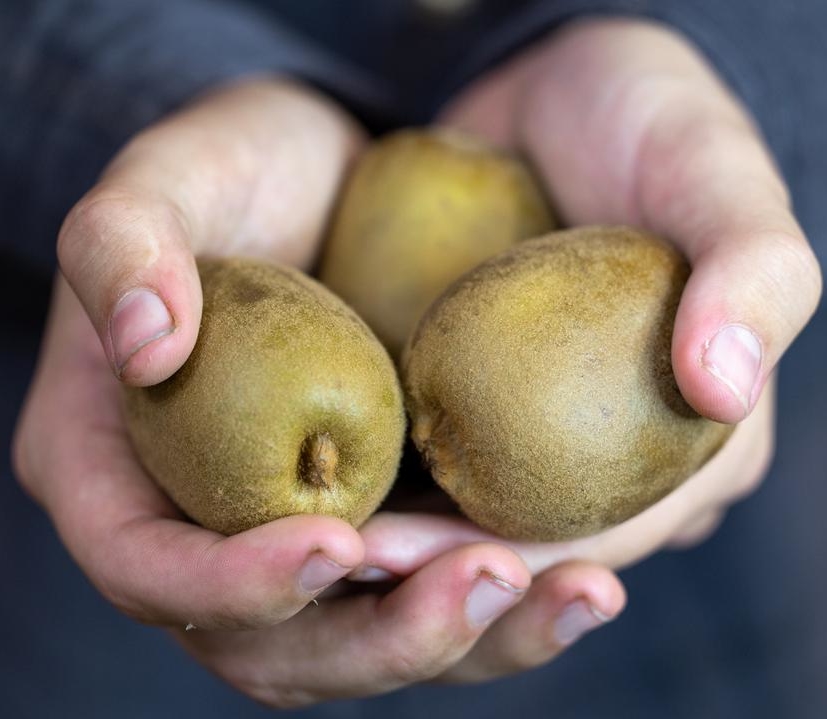 kiwi in hands at Wild River Fruit