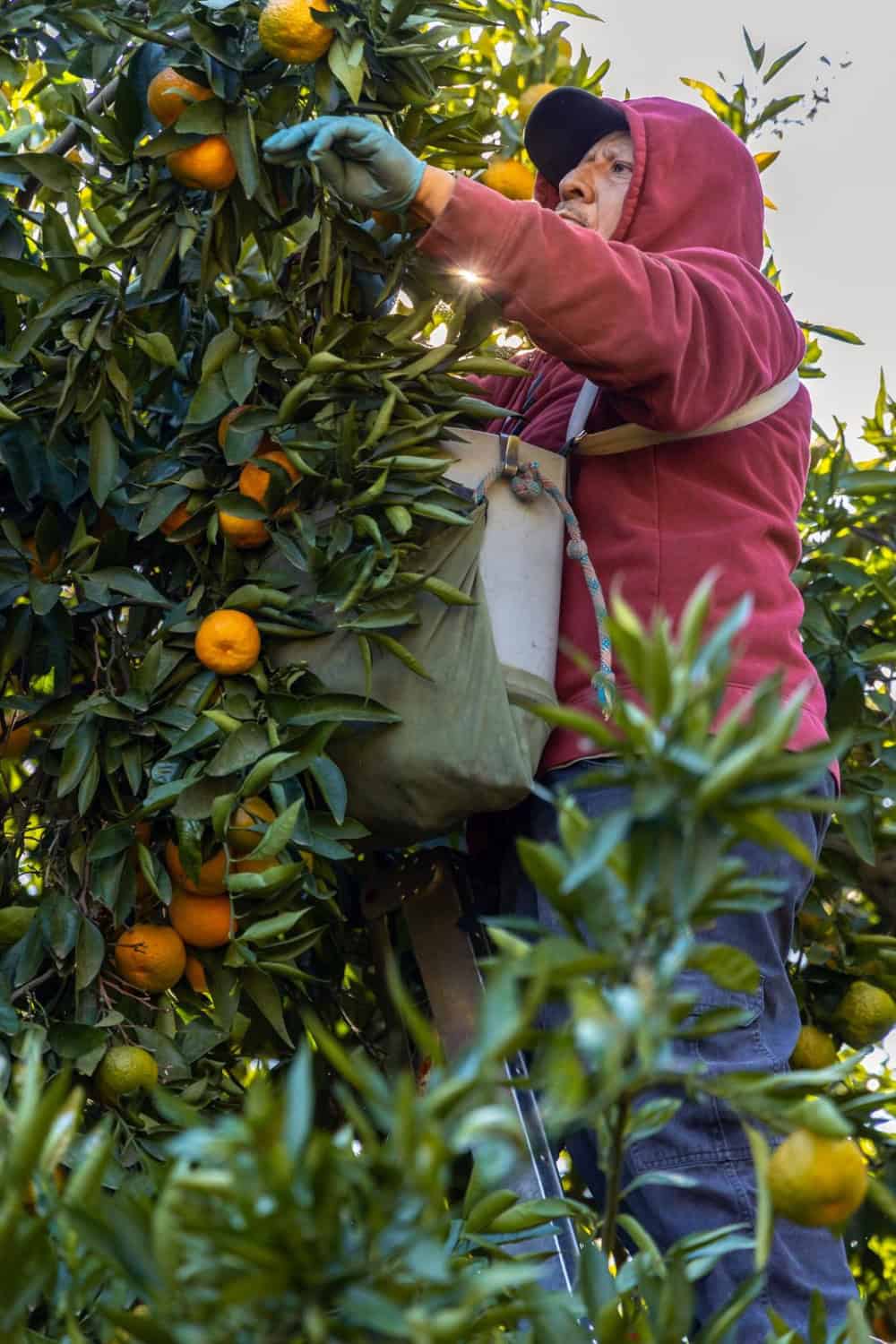 harvesting mandarin at Wild River Fruit in Marysville