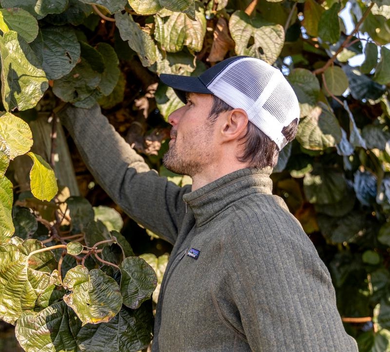 Travis inspecting the kiwifruit at his Marysville farm