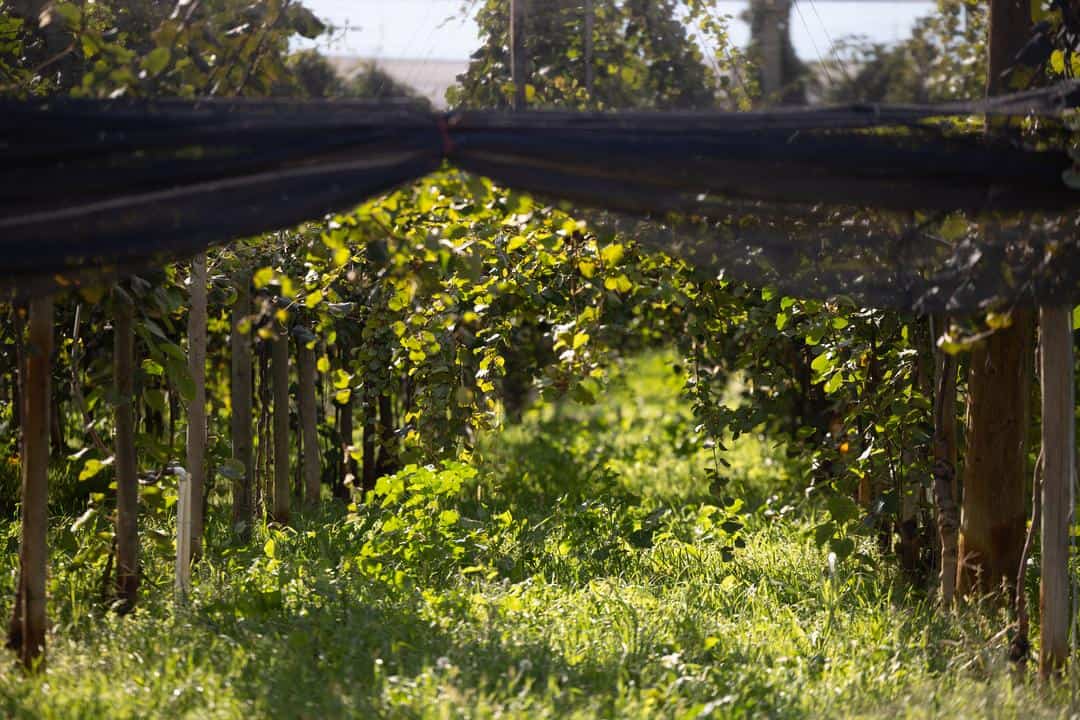 weeds and cover crop along the rows of the kiwifruit at Wild River Fruit