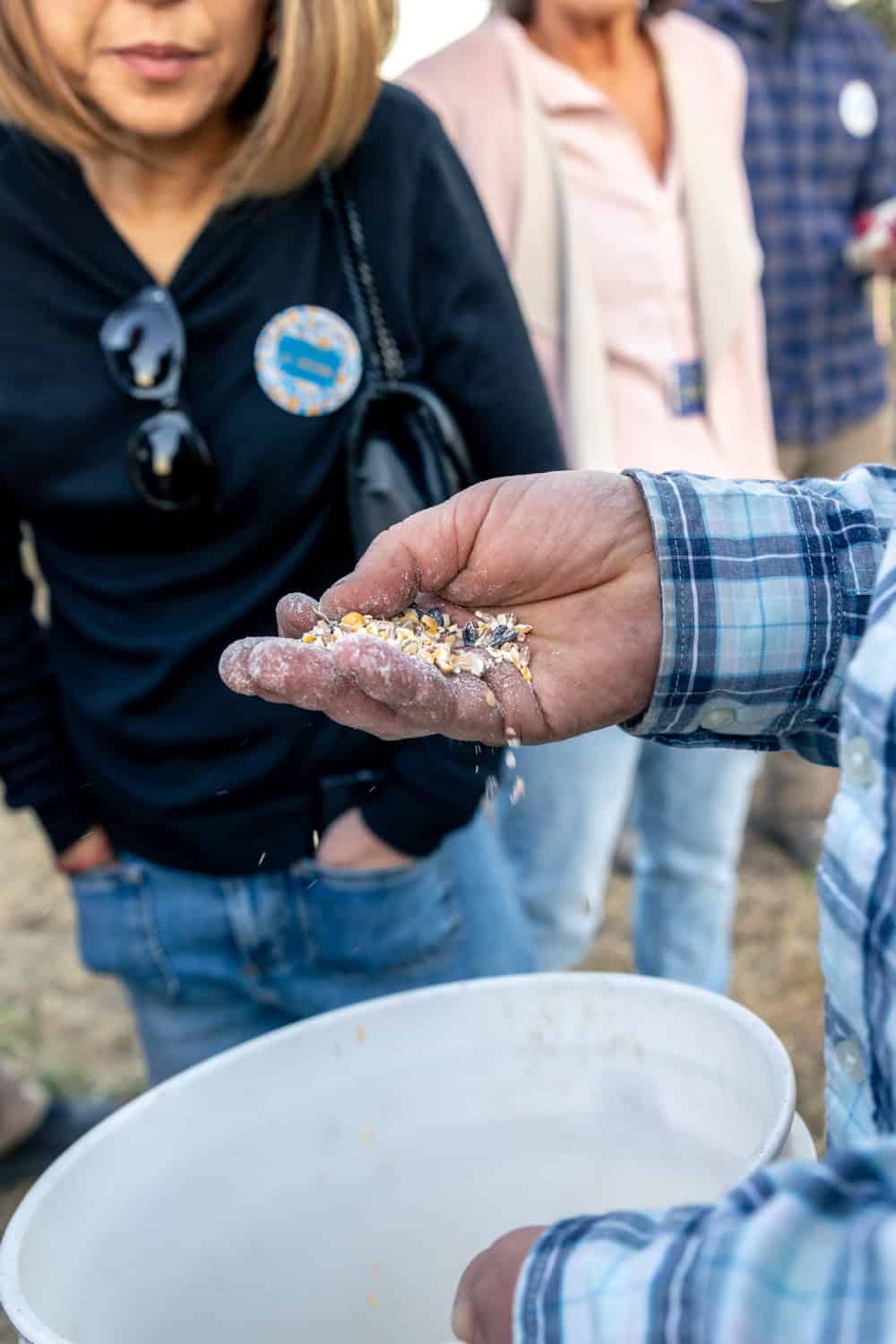 chicken feed at Long Meadow Ranch culinary farm