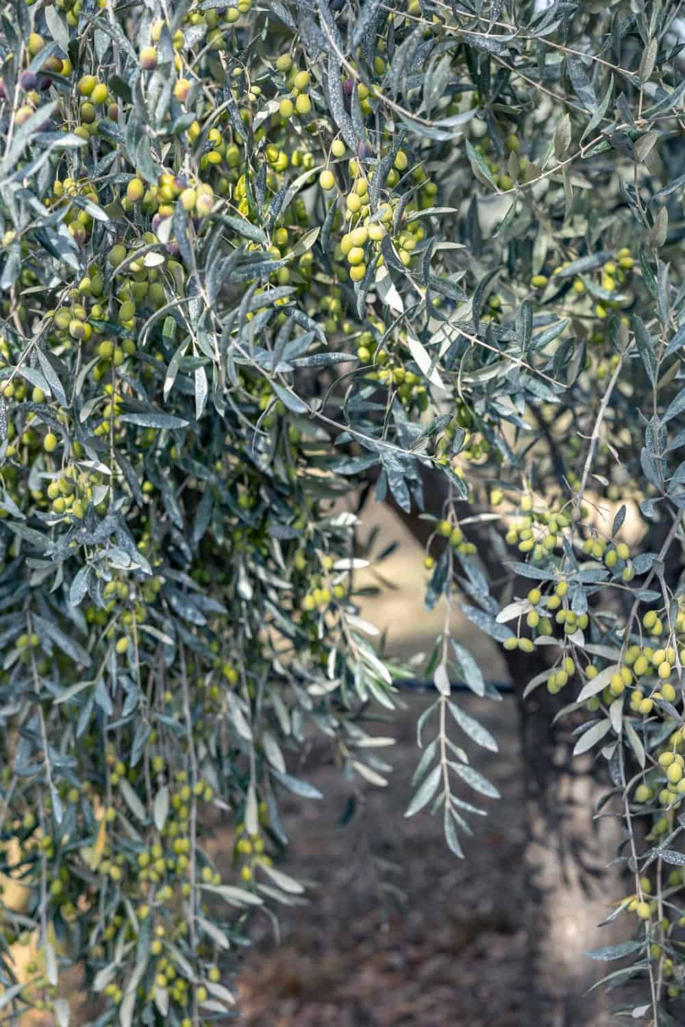 olives on tree at McEvoy Ranch