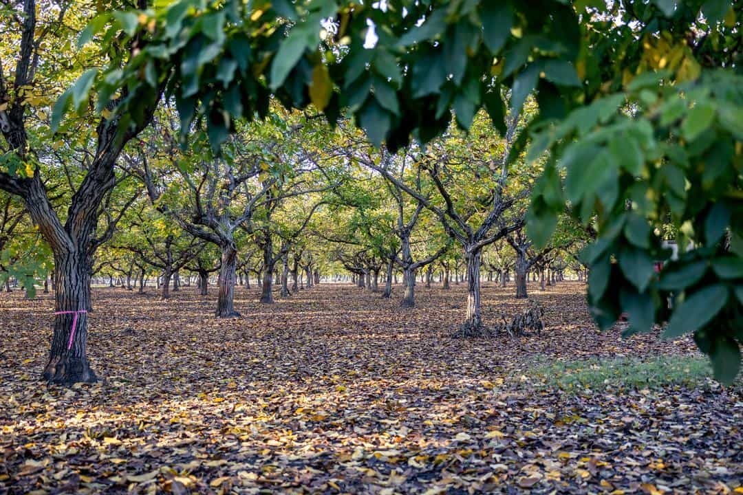 Yuba-Sutter area orchard in November