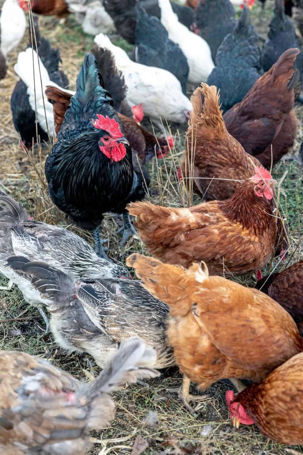 chickens at Long Meadow Ranch's culinary farm