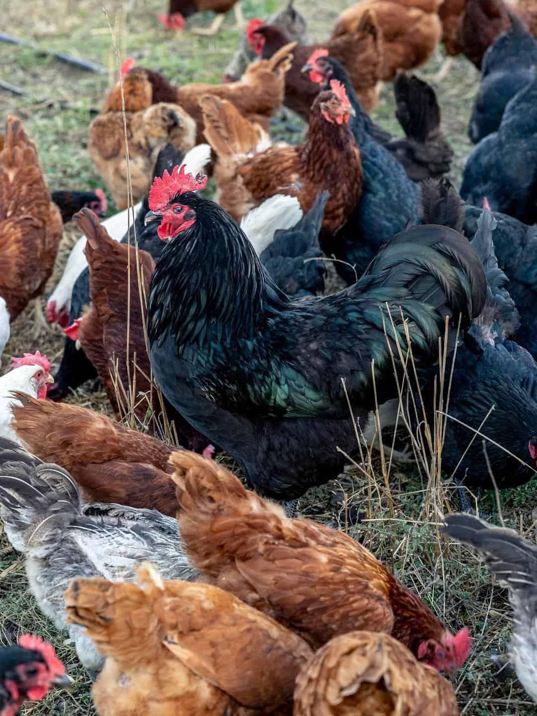 chickens at long meadow ranch culinary farm