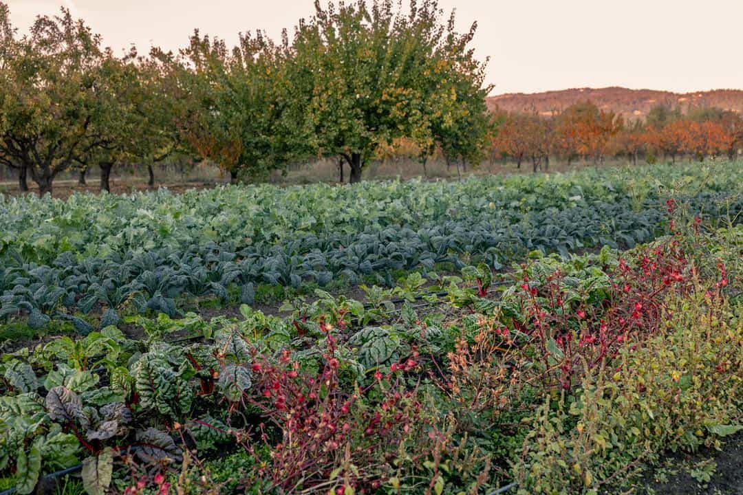 view of some of the crops growing at the culinary garden at Long Meadow Ranch