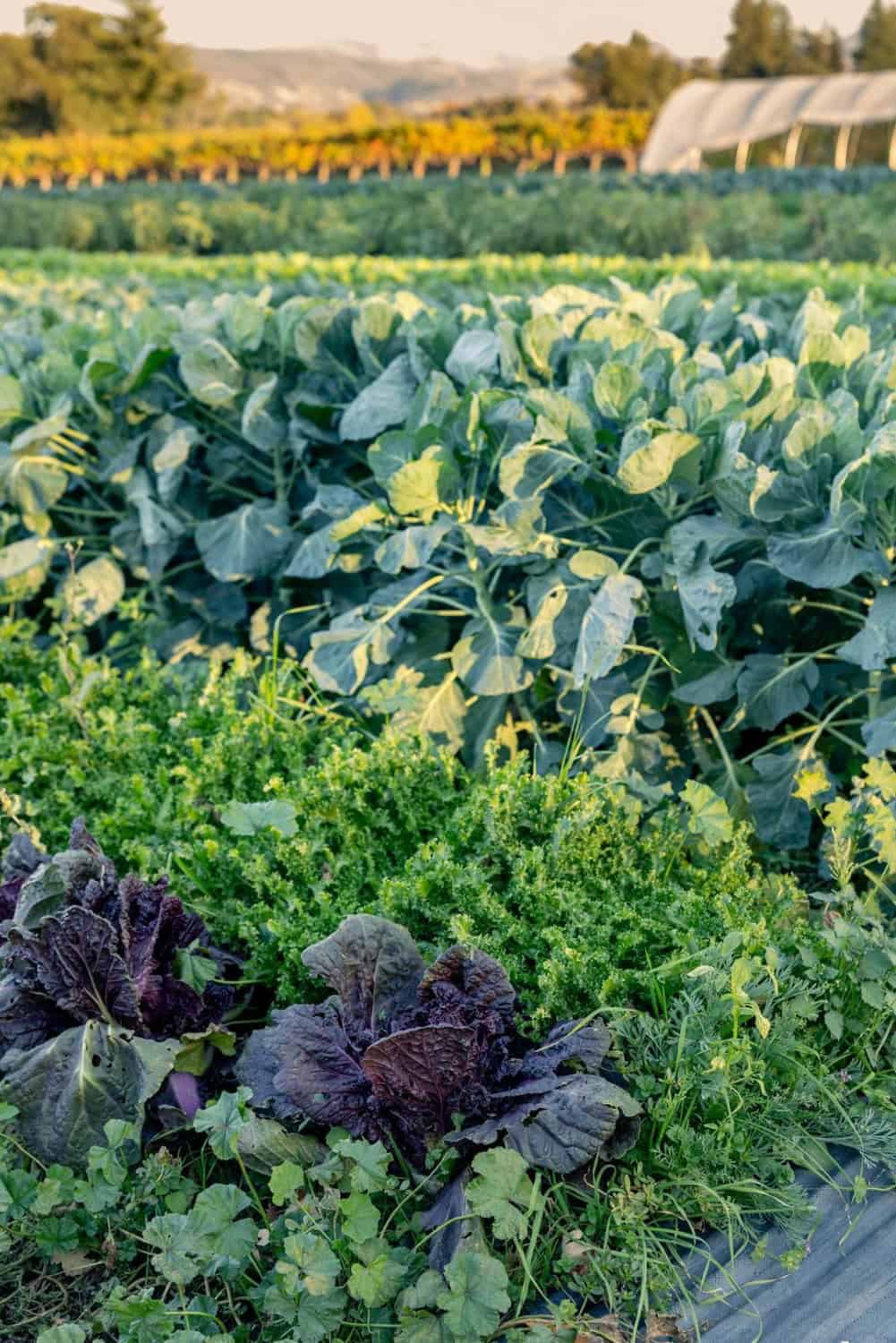 Leafy greens growing at Long Meadow Ranch Culinary Farm