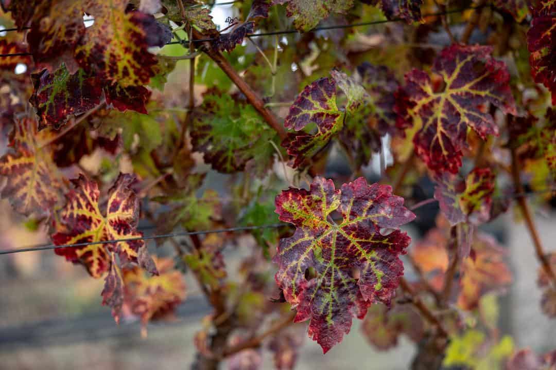 leaves changing color at Matthiasson Wines in Napa Valley