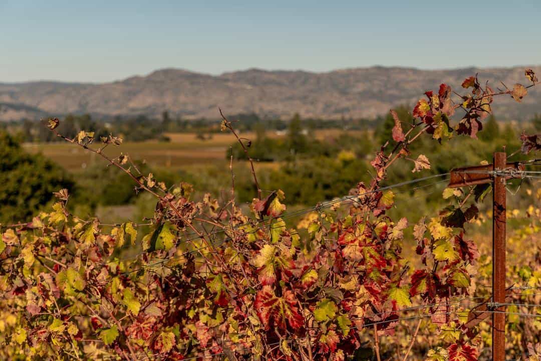 A view of Napa Valley from the vineyards at Matthiasson Wines