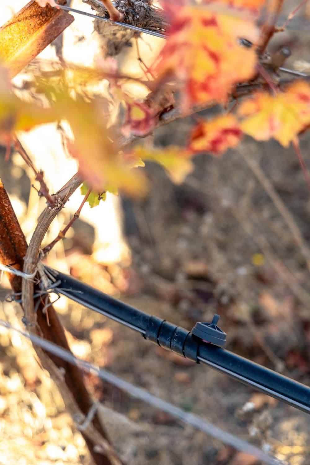 drip irrigation on younger vines at Matthiason