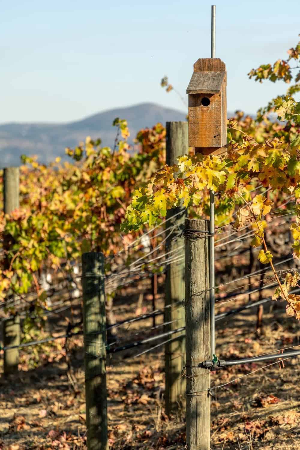 bird boxes along the vineyard rows