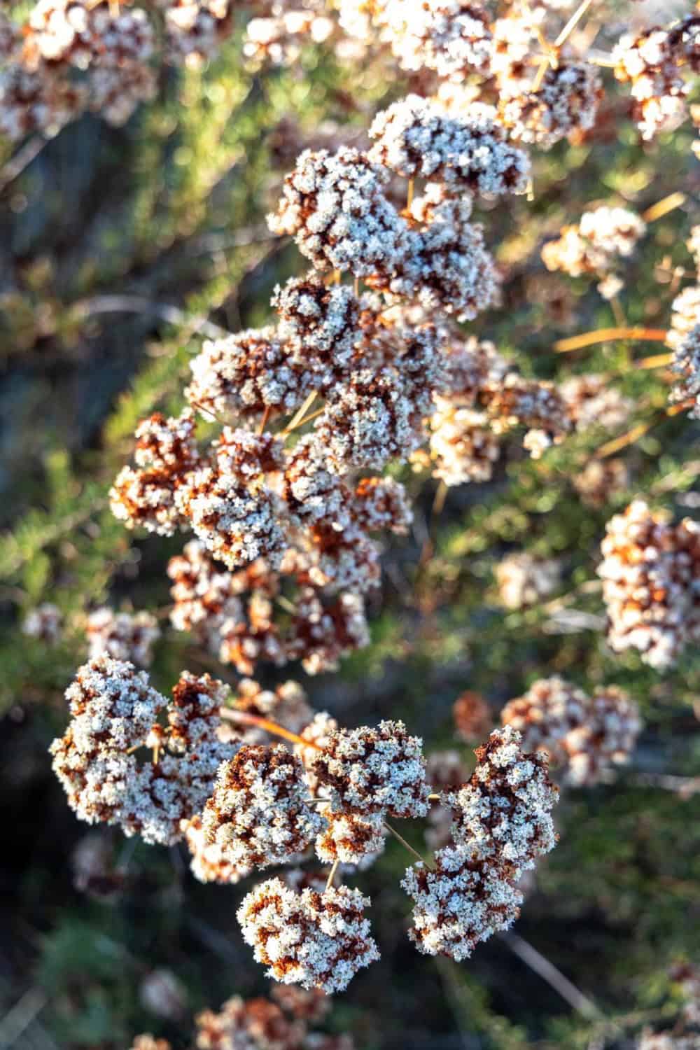 Coyote Brush in a native hedgerow at Matthiason Wines