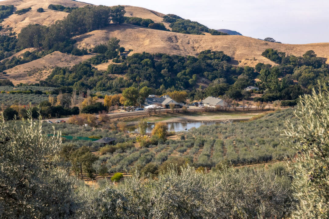 McEvoy Ranch: Olive Oil and the Heiress