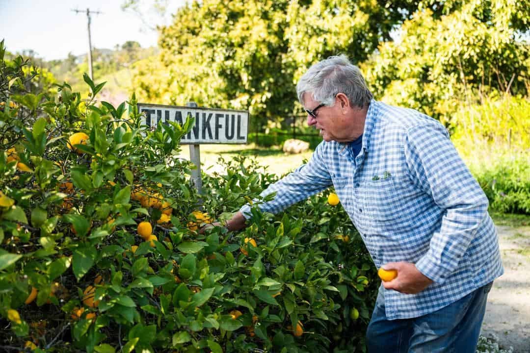 farmer / owner harvest citrus at thorne family farm