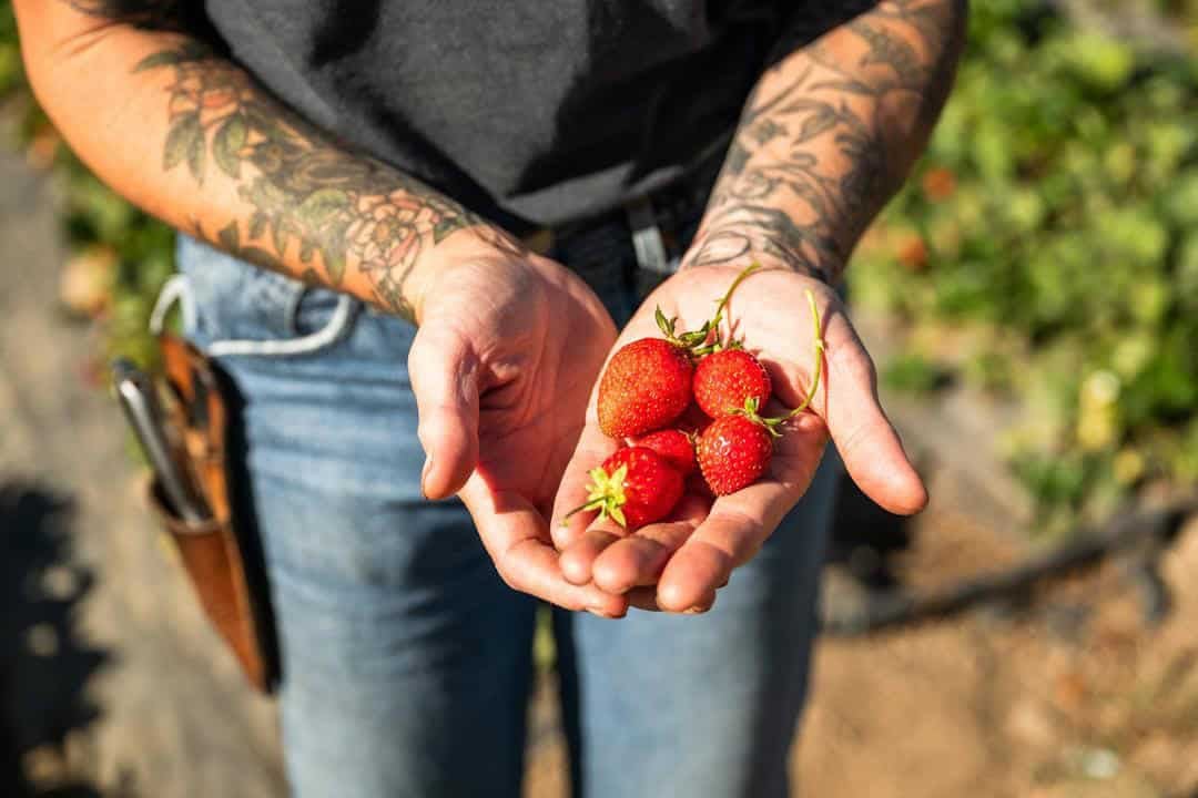 Katina Connaughton of Single Thread with a handful of strawberries